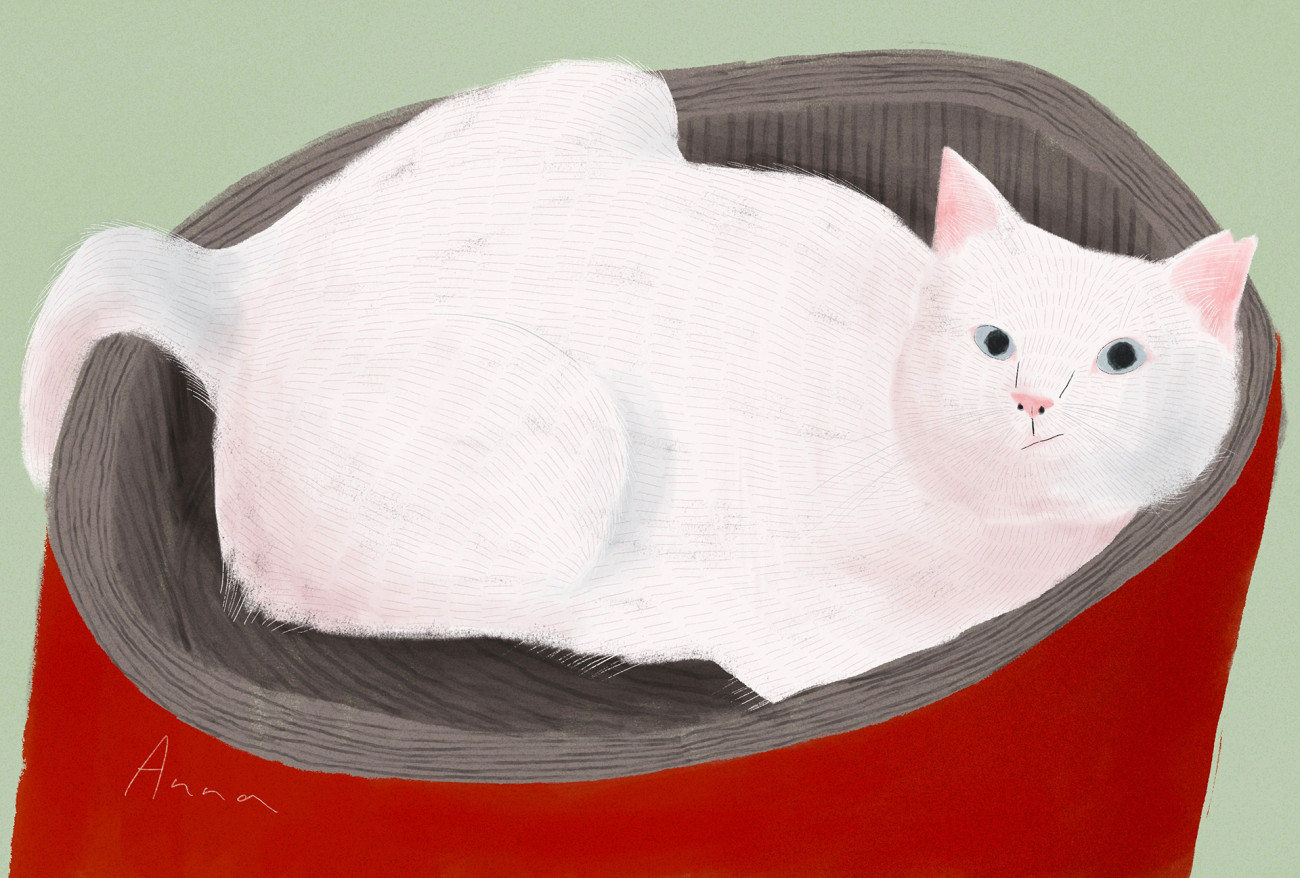 yaka hara cat1