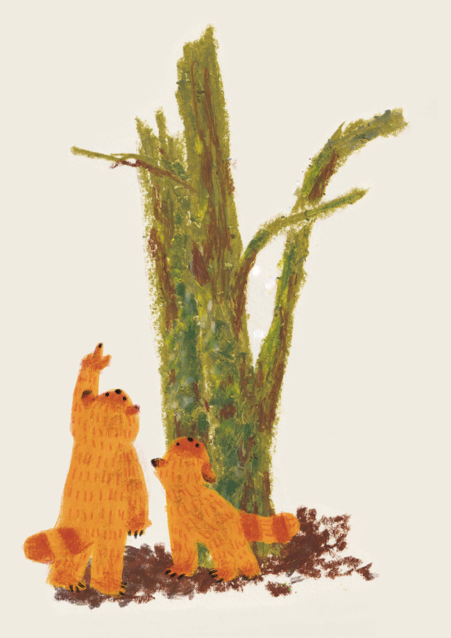 yaka raccoons